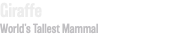 Giraffe World’s Tallest Mammal